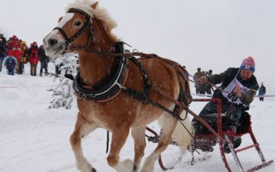 Pferdeschlittenrennen und Schneeschuhwanderungen