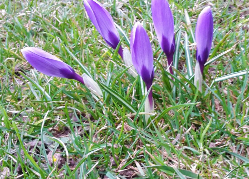 Frühling am Ferienhaus in Scheidegg im Allgäu