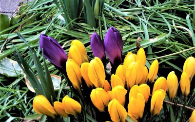 Nach dem Winter ist vor dem Frühling