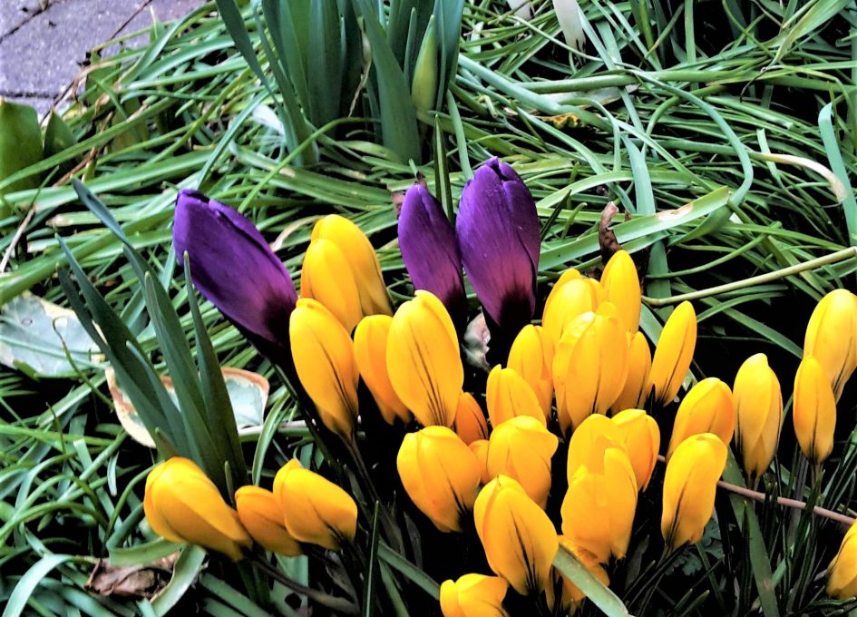 Frühling am Ferienhaus Falkenweg in Scheidegg (Allgäu)