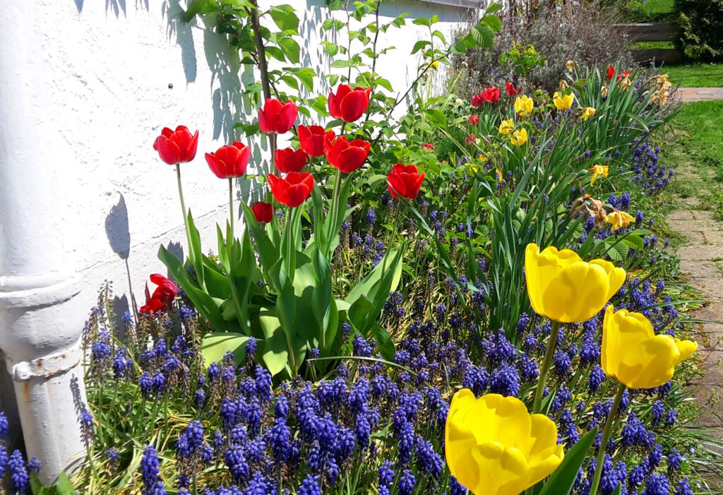 Frühlingsbeet mit roten und gelben Tulpen und Traubenhyazinthen an der Hauswand des Falkenhaus Scheidegg
