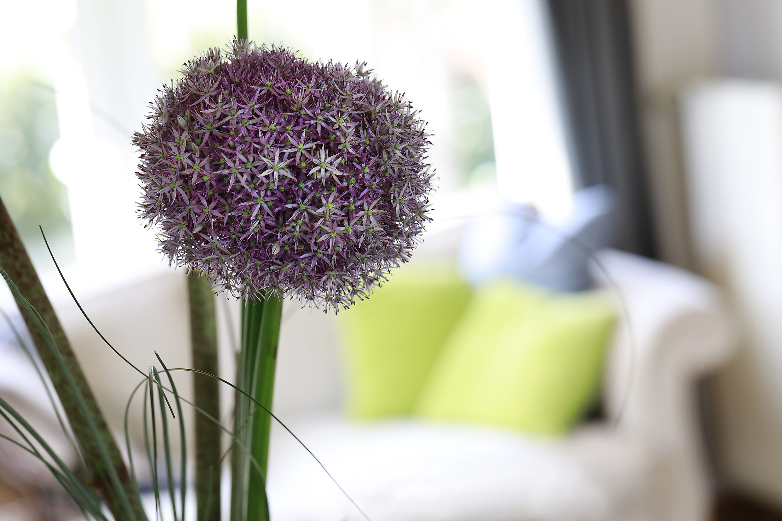 Lila Zierlauch-Blüte vor dem hellen Sofa im Wohnzimmer des Ferienhauses Falkenhaus Scheidegg