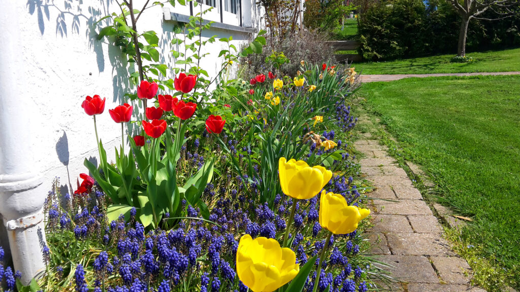Frühlingsbeet mit roten und gelben Tulpen und Traubenhyazinthen am Ferienhaus Falkenhaus Scheidegg